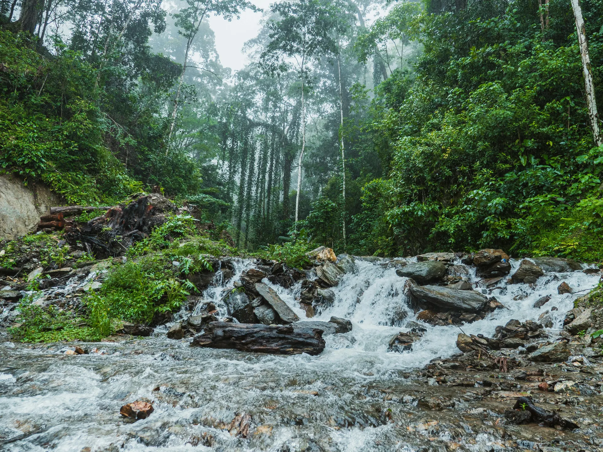 Borneo rainforest retreat with soft adventure and premium calm