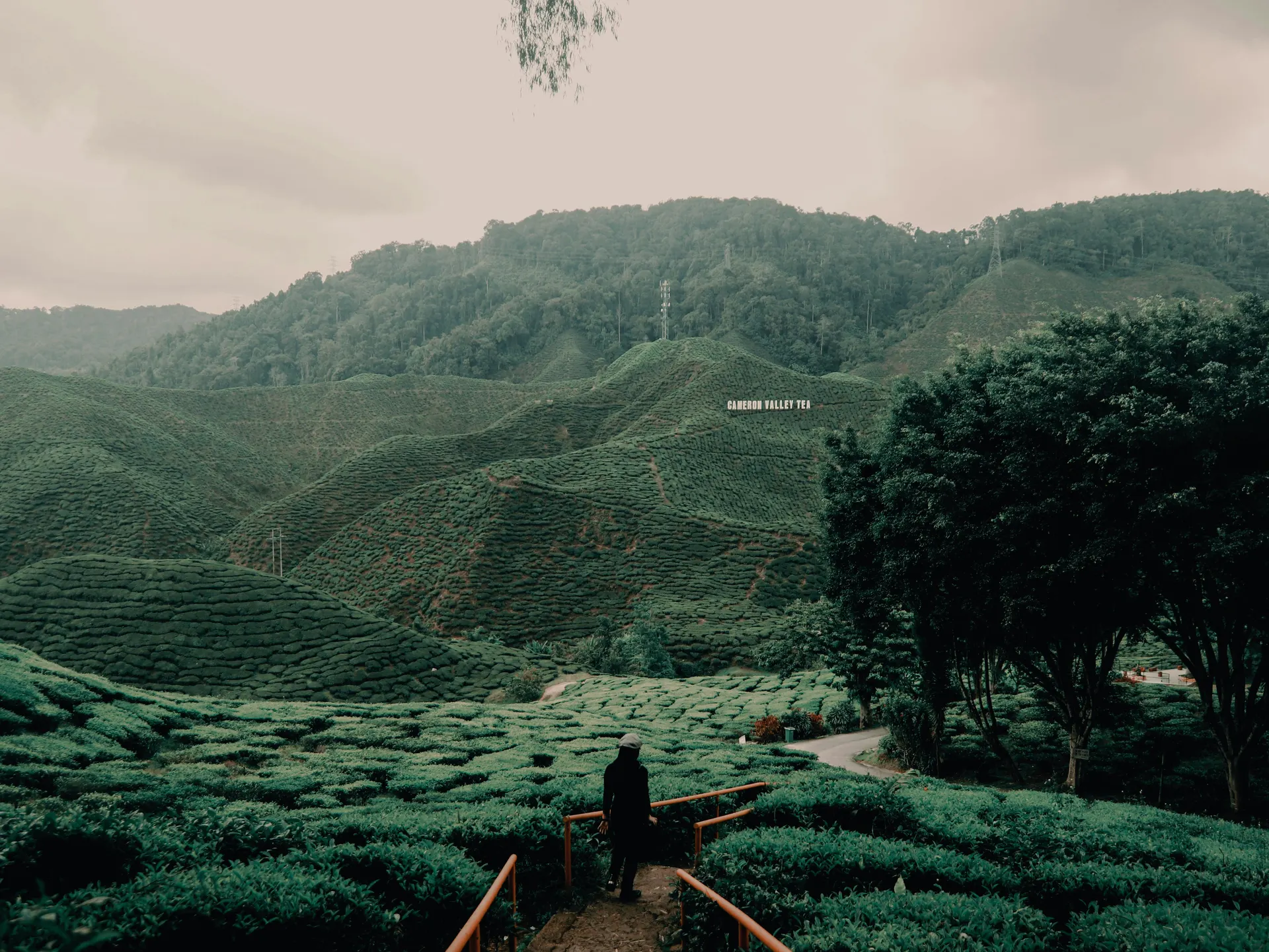 Cameron Highlands tea country boutique journey